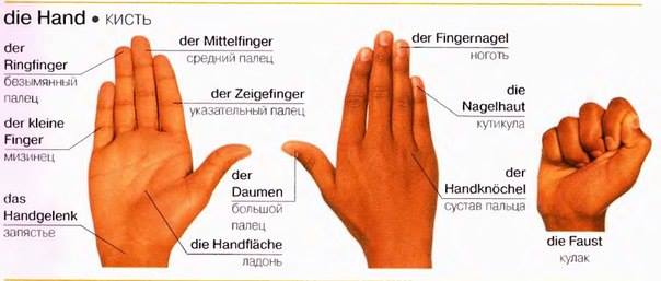 Bahasa Jerman Bagian Tangan Manusia